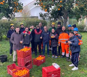 Partita la raccolta delle arance a Sorrento con i ragazzi di Alma