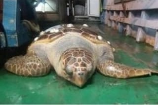 Premiati i pescatori che hanno salvato la tartaruga Osimhen
