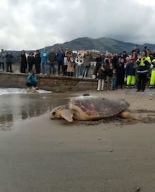Tornano in mare a Vico Equense le tartarughe Osimhen e Fast – foto e video –