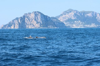 Nuovo avvistamento di delfini nel mare di Punta Campanella – video –