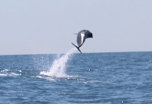 Acrobazie dei delfini tra Sorrento e Capri – foto e video –