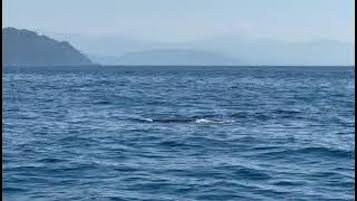 Coppia di capodogli avvistata a Positano – 2 video –