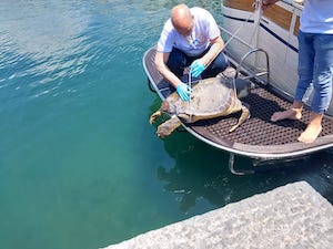 Tartaruga morta recuperata nel Parco di Punta Campanella