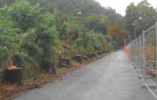 alberi-abbattuti-quisisana