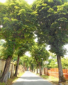 alberi-quisisana