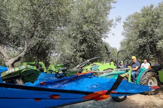 A Massa Lubrense macchine innovative per l’olivicoltura – foto e video –