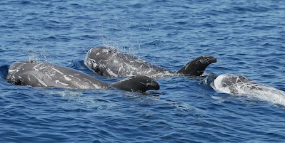 Spettacolare avvistamento di grampi nel mare di Sorrento – video –