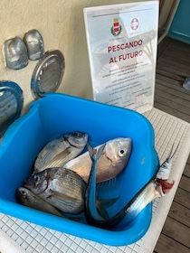 Sorrento, con l’app “Pescando Futuro” a tavola pescato sicuro