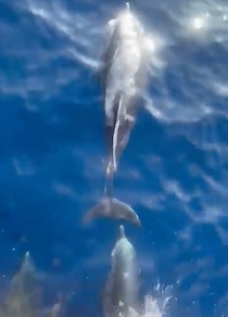 Stenelle nelle acque di Punta Campanella – video –