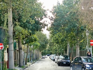 Alberi a rischio taglio a Sant’Agnello, si cerca l’intesa tra Comune e Wwf