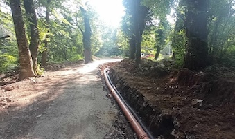 Lavori di scavo alla base di pini secolari sul Faito, denuncia Wwf