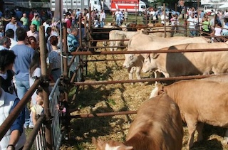 Sant’Agnello. Con la festa patronale torna la Fiera espositiva degli Animali