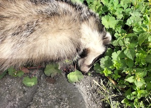 Tasso investito a Piano di Sorrento. Il Wwf: È il quarto dal 2011