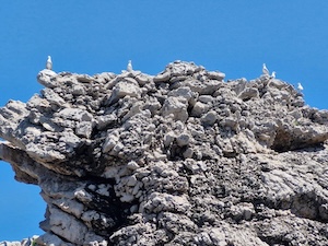 Una colonia di Gabbiani corsi a Vetara, nel Parco di Punta Campanella