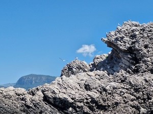 gabbiani-corsi-vetara