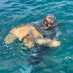 Due tartarughe recuperate nel mare di Sorrento, una è morta l’altra ferita
