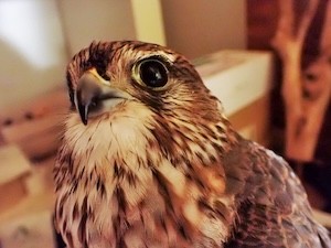 falco-smeriglio