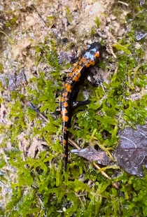 Vico Equense. Il video dell’incontro con una salamandra pezzata