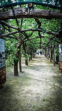 Sorrento. Riaperto l’ingresso dell’Agruminato da corso Italia