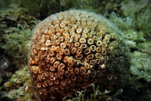 Penisola sorrentina. Progetto di tutela della madrepora a cuscino