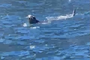 La Foca monaca a pesca nel mare di Capri – video –