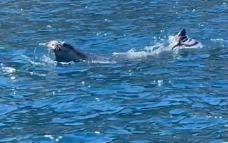 Nuovo avvistamento della Foca monaca a Capri – video –