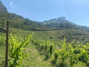 Sorrento. Incontro-degustazione tra i vini a “Piede Franco” e le fiction più popolari