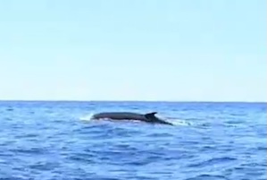 Una balenottera nel mare di Punta Campanella – video –