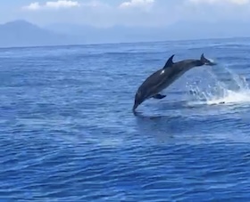 Capodoglio e delfini nel Parco di Punta Campanella – video –