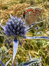 Le meraviglie della natura della penisola sorrentina