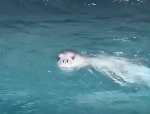 La Foca monaca a pesca nel mare di Capri – video –