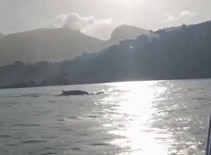 Una balenottera a nuoto nel mare di Sorrento – video –