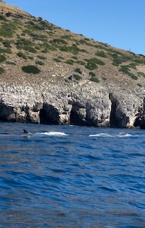 Balenottere nel Parco di Punta Campanella – video –