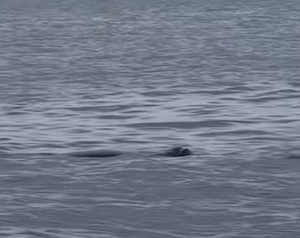 Il ritorno della foca monaca a Capri – video –