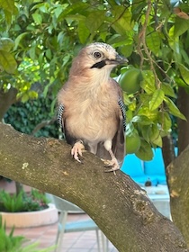 Sorrento. Ritrovata una ghiandaia, si cerca il proprietario
