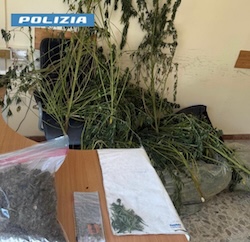 Sorrento. Curava una piantagione di marijuana, arrestato