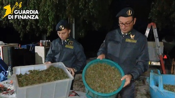 La Finanza sequestra una tonnellata di cannabis sui Lattari – foto e video –