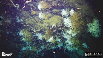 La scoperta. Una scogliera corallina nel golfo di Napoli
