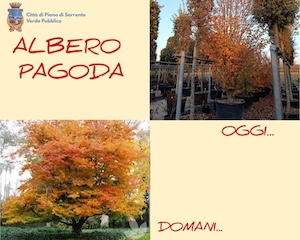 Piano di Sorrento. Nuovi alberi per Villa Fondi