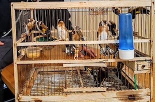 Maxi operazione in provincia di Napoli per la tutela di specie protette: Rinvenuti 400 volatili venduti dai 100 agli 8mila euro