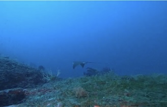 Una aquila di mare nelle acque del Parco di Punta Campanella – video –
