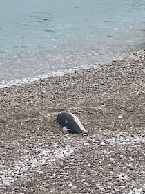 Massa Lubrense. Giovane delfino ritrovato senza vita a Puolo