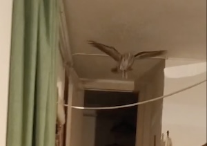 Massa Lubrense. Irruzione bis di un allocco in una casa di Sant’Agata sui due Golfi