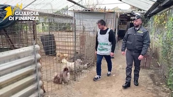 Canile lager in provincia di Napoli, denunciato 25enne – foto e video –
