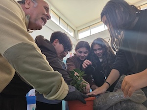 Vico Equense. L'”Albero di Falcone” piantato vicino al “Ficus di Siani”