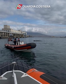 Balenottera al Molo Beverello di Napoli – video –