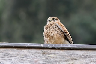 Sorrento. Gheppio intrappolato salvato da Wwf e vigili del fuoco