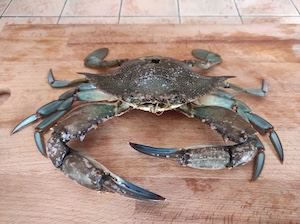 Via al monitoraggio del granchio blu lungo le coste della Campania