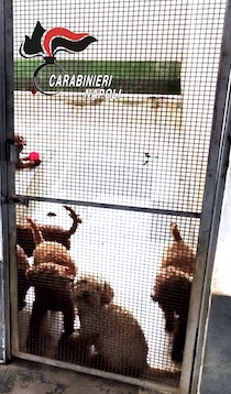 Canile lager di barboncini, la Finanza trova 26 cani nelle gabbie