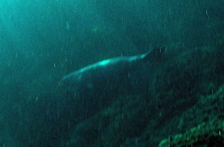 Il ritorno della Foca monaca tra penisola sorrentina e costiera amalfitana